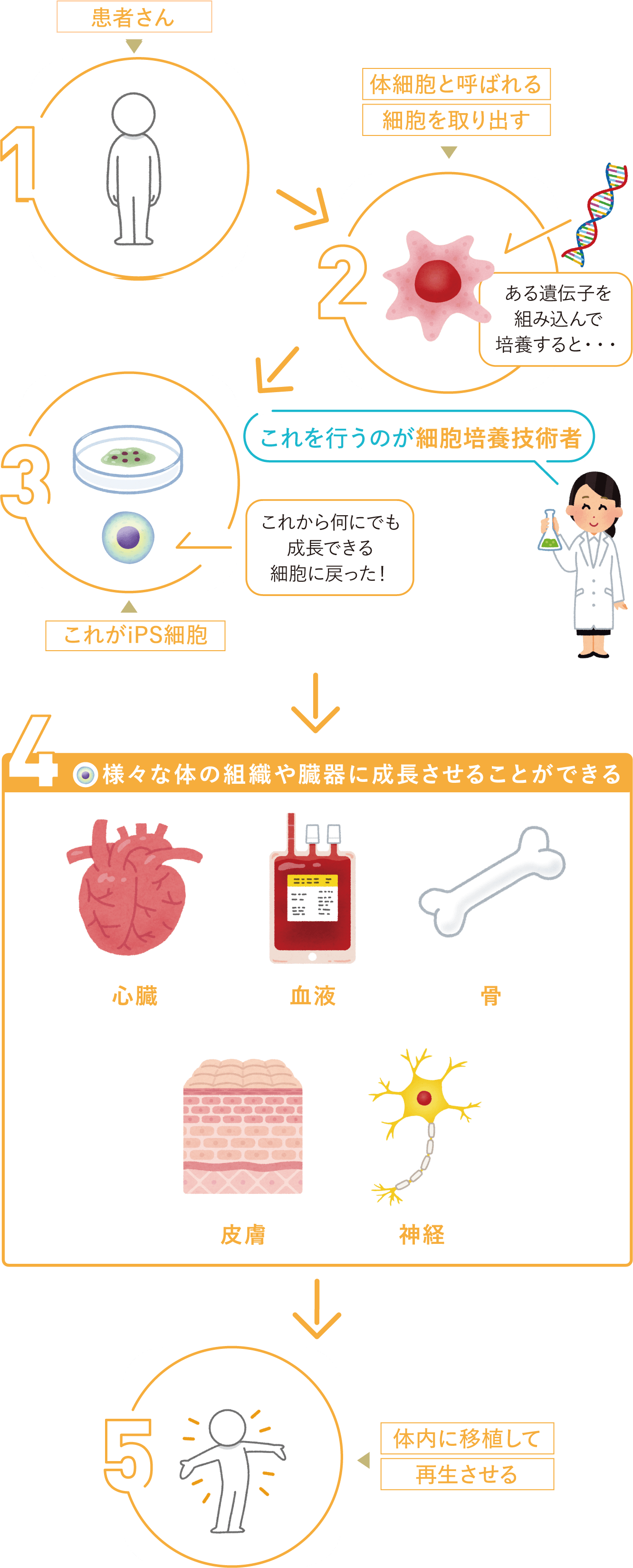 iPS細胞を用いた方法の場合の画像