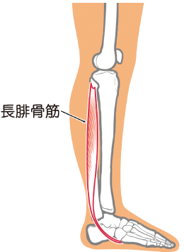 長腓骨筋