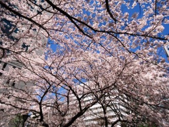 新大阪の桜