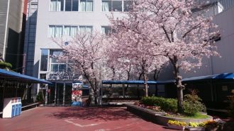 桜写真①