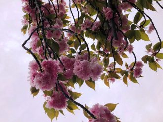 桜(バラバラになり写真なし）