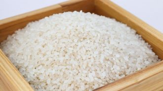 rice-3997767_1920