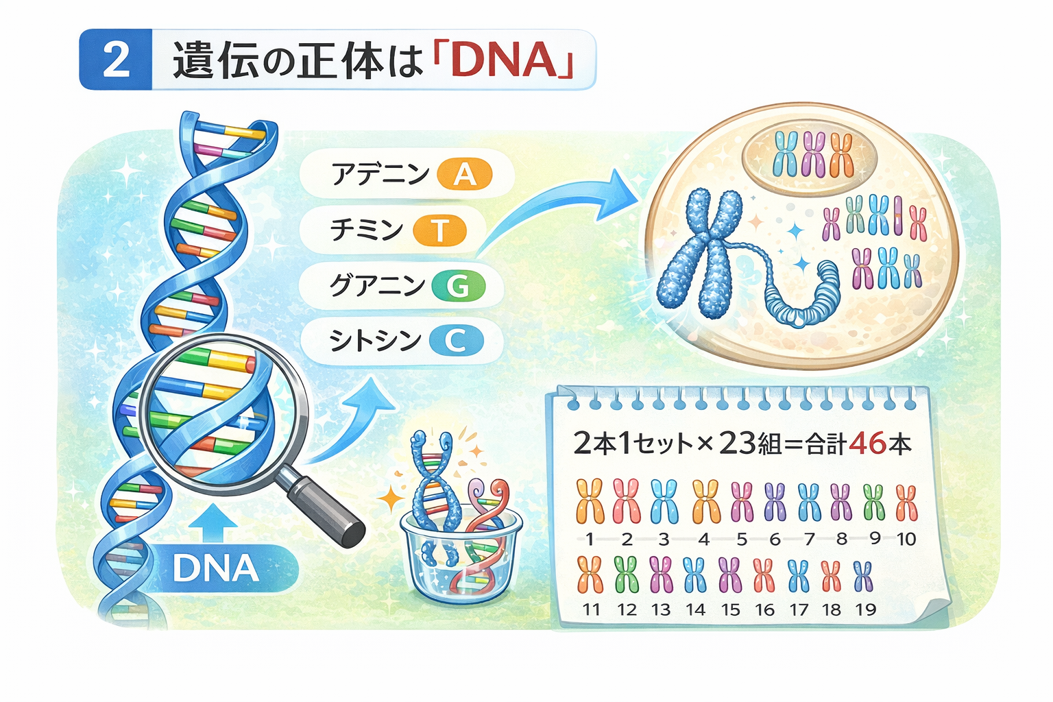 【5分で図解】遺伝の仕組みとは?DNAとメンデルの法則をやさしく解説 - 大阪ハイテクノロジー専門学校